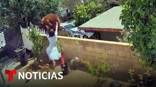 Una mujer enfrenta y empuja a un oso para proteger a sus mascotas | Noticias Telemundo