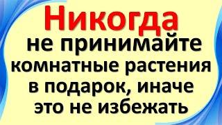 Никогда не принимайте комнатные растения в подарок, иначе это не избежать