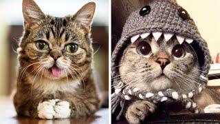 The Most Popular CATS Of INSTAGRAM 