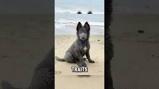 "Meet the Blue Bay Shepherd: A Stunning New Breed! " #pets #puppy #facts