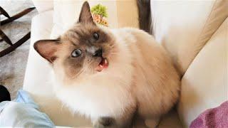 Cutest Cat Meowing for Cuddles - Ragdoll Pistache