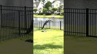 Alligator Caught Struggling to Climb Over Fence