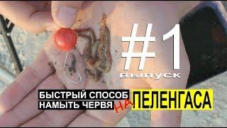 53 червя для ловли пеленгаса с одной лопаты. Выпуск #1