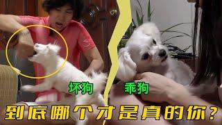媽媽3個月把狗養成仇人，精心伺候卻天天被咬，訓犬師竟然說她做錯了
