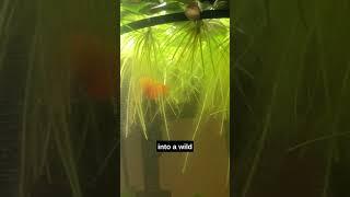 My Experiences With Some Of The Best Floating Plants For Aquariums! #aquarium #fishtank