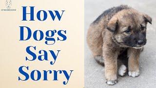 A Guide On How Dogs Say Sorry