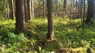 ОНЧ СДВ приёмник на трех КТ315 транзисторов и хор рассвета