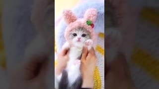 ️ #catshorts #cat #shortvideo #kitten #cute #kittenlove #cutecat #petshorts
