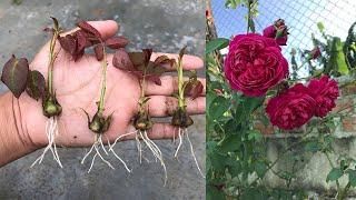 How to grow roses from rose calyx│Rosa