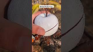 White apple mashallah beautiful | #reels #allahkiqudrat #whiteapple #applevideo #reelskiduniya