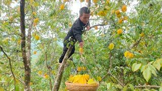 Dwarf family harvesting star fruit to sell | Harvesting joy