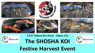 T.K.P.  Telford Koi Pond - Video 216 - The SHOSHA KOI Festive Harvest Event   #koi  #ponds  #japan