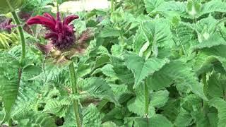 Monarda didyma var. Fireball (zavinutka podvojná)