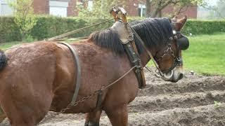 Belgian Draft Horses: plowing on ridges requires workmanship