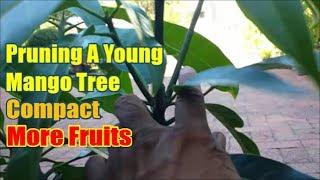 How To Prune A Young Mango Tree: Mango Tree Pruning Video