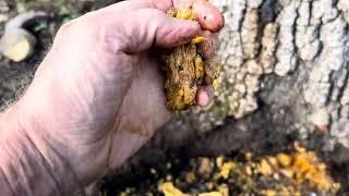 ROOT CROWN INSPECTION