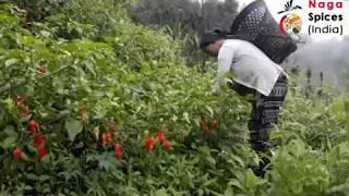 Naga Spices India - Bhut Jolokia Farming