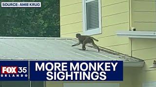 More monkey sightings reported in Central Florida neighborhood