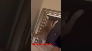 Very funny cats #shorts