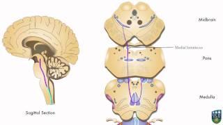 AXON: Dorsal Column Pathway (Fine Tactile Sensation, Conscious Proprioception) from Foot (2 of 9)