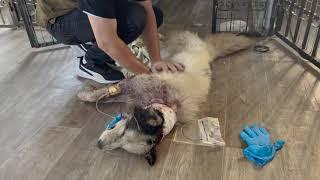 Trying to save an injured dog until the last breath - Vet Rami Awwad