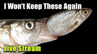 [LIVE]  I Won't Keep These Fish Again + a Fish Q&A!