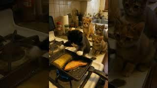 Kitten touches HOT salmon… then all chaos breaks loose! #funnycats #catsoftiktok #kitchenchaos