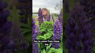 Lovely lupins. #garden #gardening #lupin #gardening