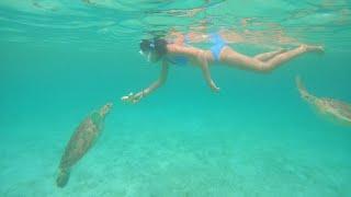 Swimming with sea turtles in Mexico