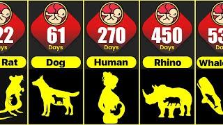 Animals Pregnancy Period Comparison | Shortest To Longest Animals Gestation Period