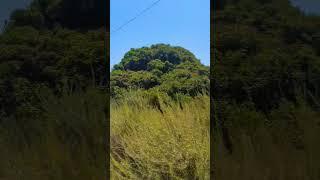 Beautiful Green Trees & Shrubs of Claremont CA #california #green #trailhiking
