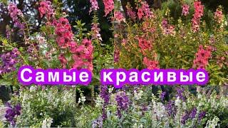 Самый красивоцветущий летний цветок!сохранить на следующий сезон! gardening in Ukraine