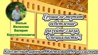 Груши не терпят осветление   разуйте глаза,  "специалисты".