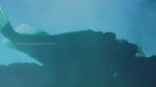 Ocean Literacy Principle #6: Ray Dalio for World Oceans Day 2020