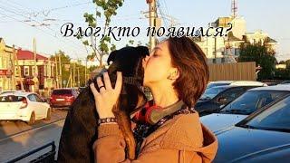 Влог,кто новый питомец?//Лиза Киса\\