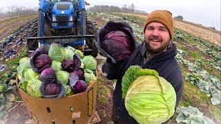 Harvesting FROZEN cabbage in late December