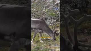  Wildlife Roam The Viking Lands in Norway | Get Wild  ️