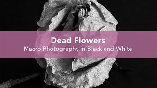 Dead Flowers Photography