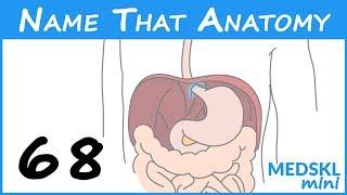 Name That Anatomy - Episode 68