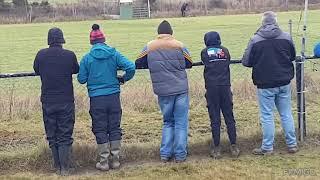 The Tralee Kingdom Cup coursing meeting 2024 finals at Ballyduff.