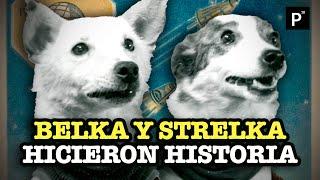 ¿Qué fue de ellos? Los 78 perros que viajaron al espacio antes y después que Laika  | PÁGINA 18