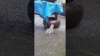 Squirrel Humor #funny #squirreltribe #squirrel #sevenseesmusic2020
