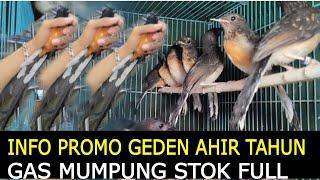 INFO PROMO GEDEN AHIR TAHUN GAAS MUMPUNG STOK FULL DI PASAR BURUNG PRAMUKA HARI INI