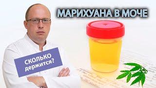  Сколько обычно держится марихуана в моче? 