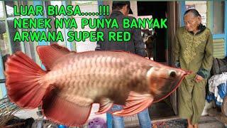 Wahh..si nenek punya banyak ikan arwana super red di rumah nya..hunt1ng kejutan#ikanarwanadialam