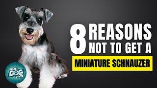 8 Reasons Why You SHOULD NOT Get a Miniature Schnauzer