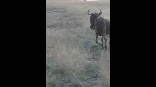 Hyena Vs Wildbeest chase