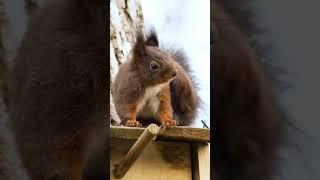 #squirrel funny video #squirrel cute animal video #squirrel sweat video