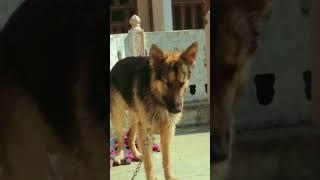 bath time #viral #bruno #short #india #love #memes #cute #bathing #germanshepherd