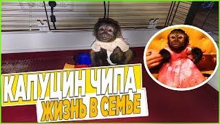 Капуцин Чипа привыкает жить в семье в квартире